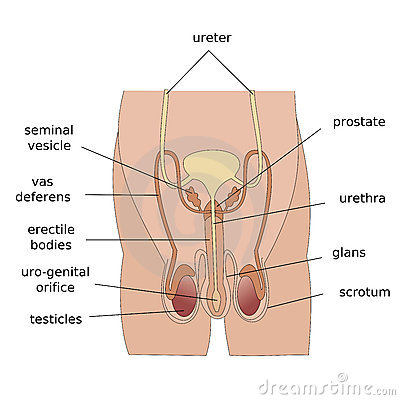 male-reproductive-system-18943168