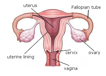 uterus-labeled